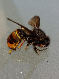 Sus au frelon asiatique ! L'agglomération Seine-Eure prendra en charge les frais de destruction des nids Sus au frelon asiatique ! L'agglomération Seine-Eure prendra en charge les frais de destruction des nids