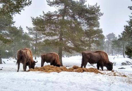 Visiter les parcs animaliers de la Lozère avec les enfants