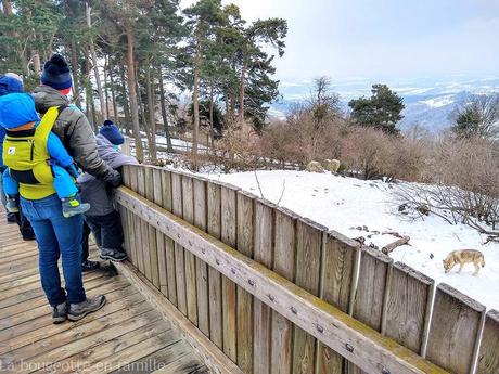 Visiter les parcs animaliers de la Lozère avec les enfants