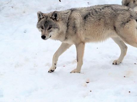 Visiter les parcs animaliers de la Lozère avec les enfants