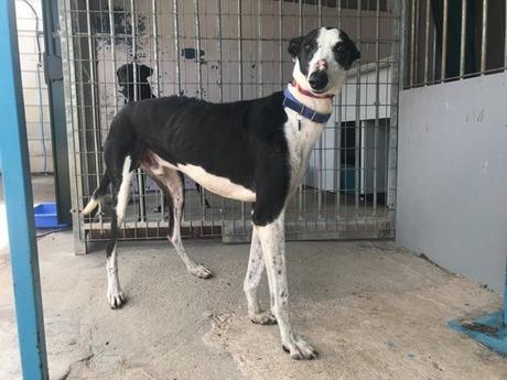 H.Pitufo lévrier galgo de 9 ans noir taches blanches tres gentil à adopter à l'association sos chiens galgos