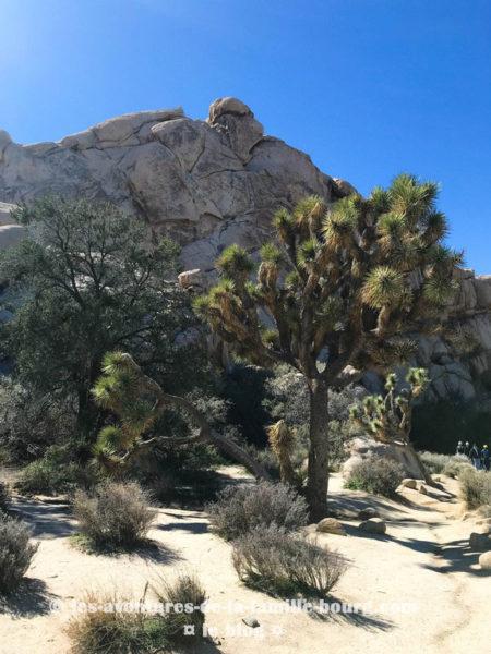 {Joshua Tree} Hidden Valley Nature Trail