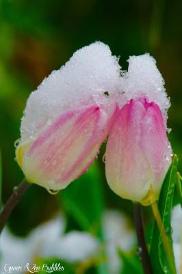 Les tulipes et la neige