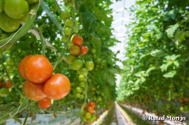 Non au label bio pour les tomates et fraises cultivées hors saison sous serres chauffées !