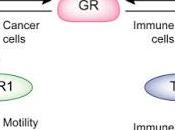 #trendsincellbiology #cancer #stress Cellules Cancéreuses Stress