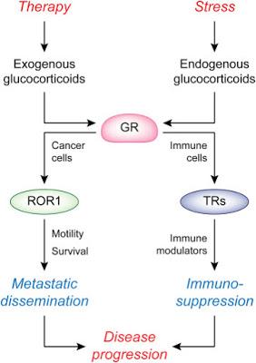 #trendsincellbiology #cancer #stress Cellules Cancéreuses et Stress #trendsincellbiology #cancer #stress Cellules Cancéreuses et Stress