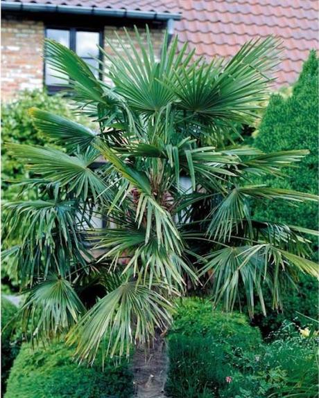 plante balcon ouest palmier vert extérieur - blog déco - clem around the corner