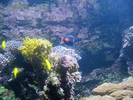 La France - L'Aquarium de La Rochelle - 2