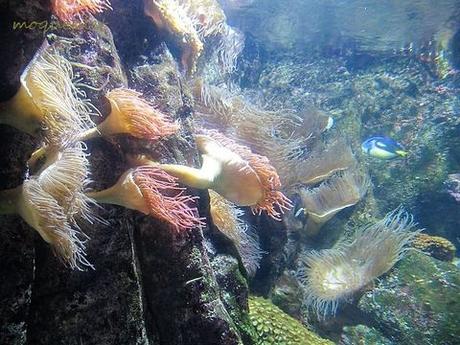 La France - L'Aquarium de La Rochelle - 2