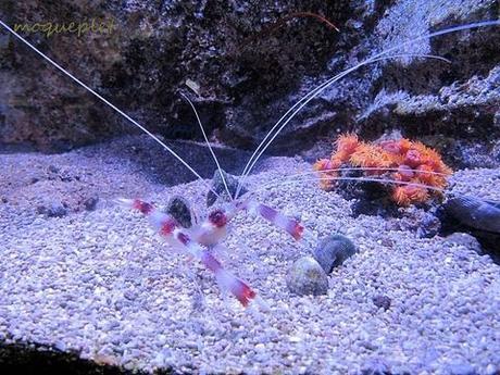 La France - L'Aquarium de La Rochelle - 2