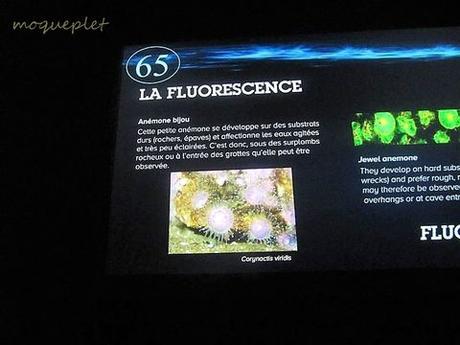 La France - L'Aquarium de La Rochelle - 2