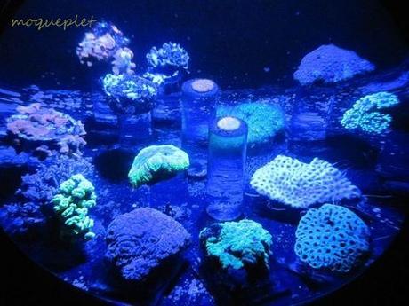 La France - L'Aquarium de La Rochelle - 2