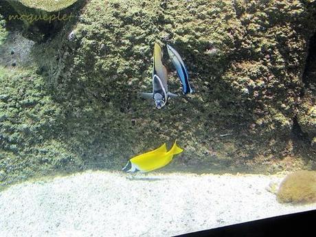 La France - L'Aquarium de La Rochelle - 2