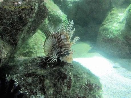 La France - L'Aquarium de La Rochelle - 2