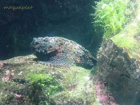 La France - L'Aquarium de La Rochelle - 2