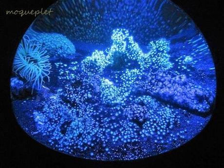 La France - L'Aquarium de La Rochelle - 2