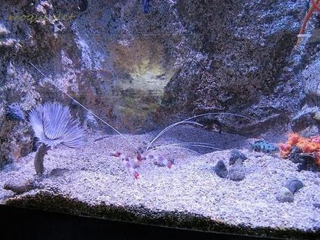 La France - L'Aquarium de La Rochelle - 2