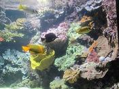 France L'Aquarium Rochelle