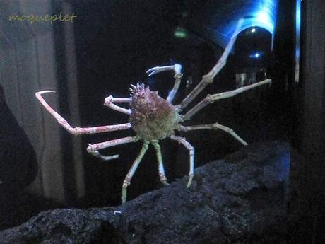 La France - L'Aquarium de La Rochelle - 2