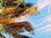 King Sweet Douceurs (2019)