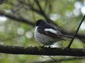 Tenue noce pour gobemouche noir