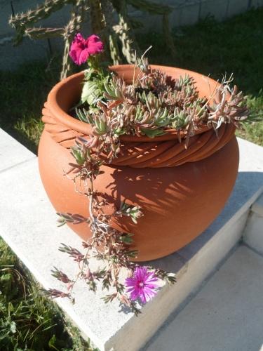 jardin, fleurs, avril, printemps, loisirs, jardinage, plantes