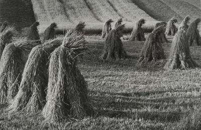 Moisson dans la région de Cracovie