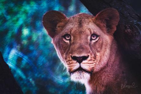 Pourquoi aimons-nous photographier la nature ? Pourquoi aimons-nous photographier la nature ?