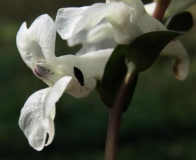 Corydale creuse albiflore (Corydalis cava albiflora)