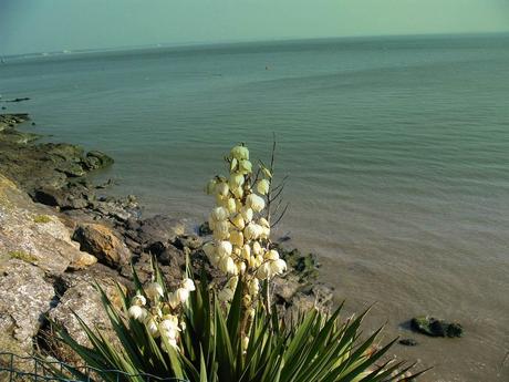 je loue trop de rêves je loue trop de rêves