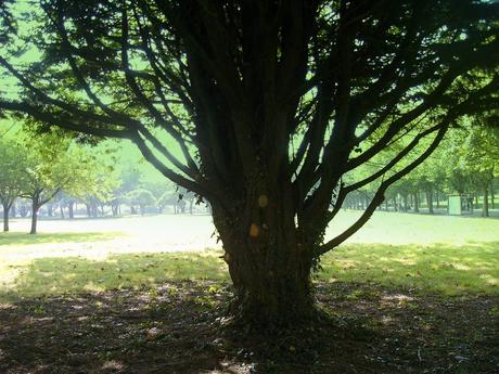 je loue trop de rêves