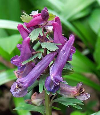 Corydale pleine (Corydalis solida)