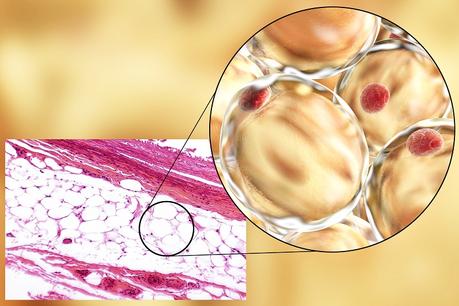 « Ces exosomes AdExos en « faisant grossir » les cellules immunitaires semblent réguler la réponse immunitaire ».