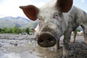 Polémiques sur les origines de la peste porcine