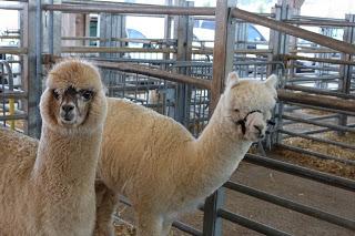 Alpagas