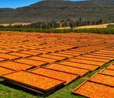 Expropriation sans compensation des Blancs en Afrique du Sud