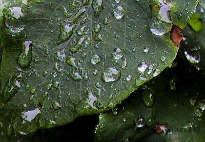 Gouttes de pluie d'été sur des feuilles