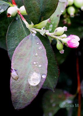 Gouttes de pluie d'été sur des feuilles