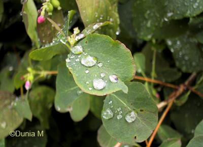 Gouttes de pluie d'été sur des feuilles