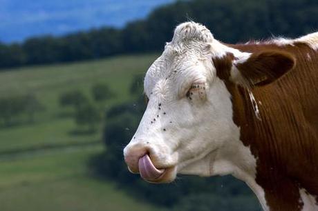 Pourquoi la vache qui rit… tire la langue ?