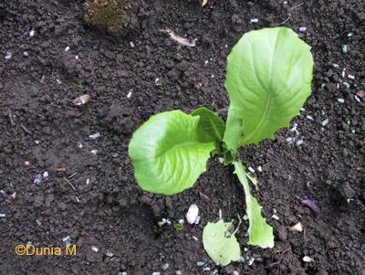 Salade épargnée par les limaces