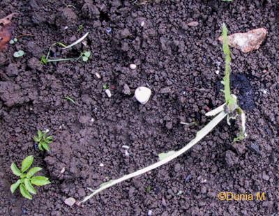 Salade dévorée par les limaces