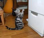 vidéo chat prière frigo