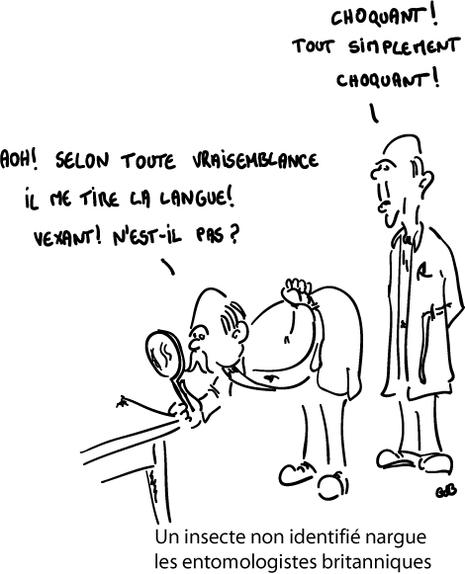 Un insecte non identifié nargue les entomologistes britanniques