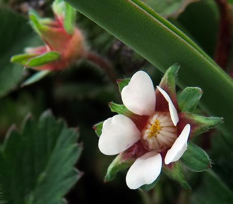 Potentille à petites fleurs (Potentilla micrantha)