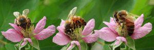 Guerre informationnelle sur le phénomène de mortalité des abeilles en France
