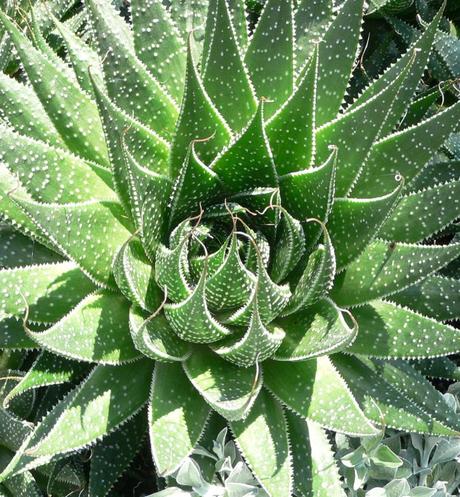 Plantes balcon exposition sud : pour un parfait petit cocon végétal