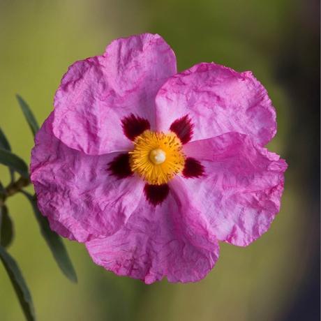 plantes balcon exposition ciste pourpre cistus purpureus - blog déco - clem around the corner