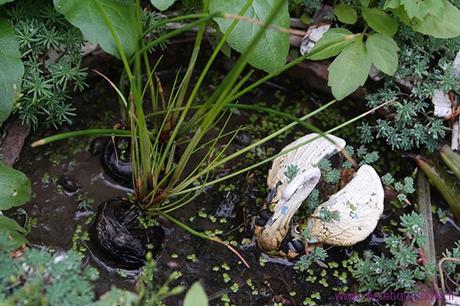 La châtaigne d’eau (Bi Qi)