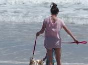 Pourquoi ramasses crotte chien